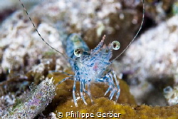 Nice little shrimp at the end of a night dive!! by Philippe Gerber 